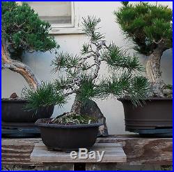 BONSAI TREE CHUHIN JAPANESE RED PINE with OLD FAT TRUNK