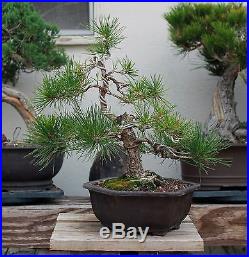 BONSAI TREE CHUHIN JAPANESE RED PINE with OLD FAT TRUNK