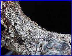 BONSAI TREE CHUHIN OAK with THICK DRAMATIC TRUNK
