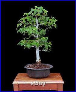 BONSAI TREE CLASSIC INFORMAL UPRIGHT TRIDENT MAPLE with 1 ½ TRUNK