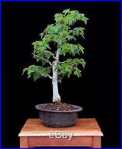 BONSAI TREE CLASSIC INFORMAL UPRIGHT TRIDENT MAPLE with 1 ½ TRUNK