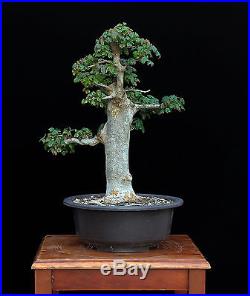 BONSAI TREE CLASSIC INFORMAL UPRIGHT TRIDENT MAPLE with 2 ¾ TRUNK