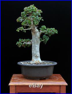 BONSAI TREE CLASSIC INFORMAL UPRIGHT TRIDENT MAPLE with 2 ¾ TRUNK