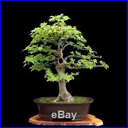 BONSAI TREE CLASSIC INFORMAL UPRIGHT TRIDENT MAPLE with 3.5 TRUNK