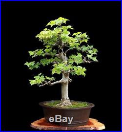 BONSAI TREE CLASSIC INFORMAL UPRIGHT TRIDENT MAPLE with 3.5 TRUNK