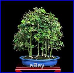 BONSAI TREE CLASSIC JAPANESE RED MAPLE FOREST in FINE YIXING POT