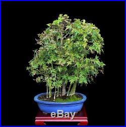 BONSAI TREE CLASSIC JAPANESE RED MAPLE FOREST in FINE YIXING POT