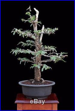 BONSAI TREE COAST REDWOOD (Sequoia Sempervirens)'SOQUEL