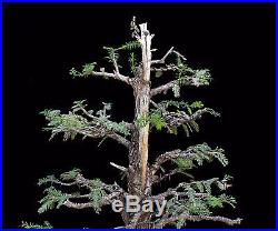 BONSAI TREE COAST REDWOOD (Sequoia Sempervirens)'SOQUEL