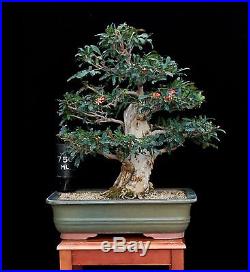 BONSAI TREE COLLECTED POMEGRANATE with 5 ½ TRUNK