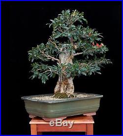 BONSAI TREE COLLECTED POMEGRANATE with 5 ½ TRUNK