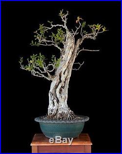BONSAI TREE COLLECTED POMEGRANATE with 7 TRUNK
