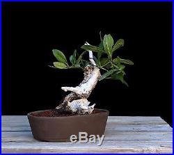 BONSAI TREE COLLECTED SHOHIN BUTTONWOOD in JAPANESE CLAY POT