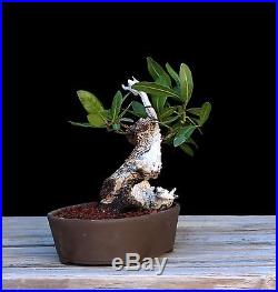 BONSAI TREE COLLECTED SHOHIN BUTTONWOOD in JAPANESE CLAY POT