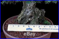 BONSAI TREE COLLLECTED COAST REDWOOD (Sequoia Sempervirens) in FINE CUSTOM POT