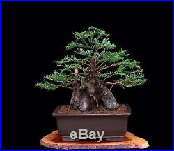 BONSAI TREE COLLLECTED COAST REDWOOD (Sequoia Sempervirens) in OLD'YIXING' POT