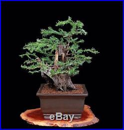 BONSAI TREE COLLLECTED COAST REDWOOD (Sequoia Sempervirens) in OLD'YIXING' POT