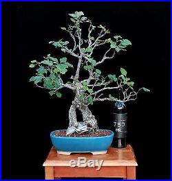 BONSAI TREE FLOWERING PEAR with 2 ½ TRUNK
