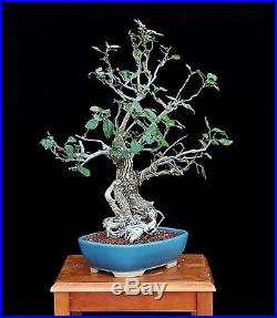 BONSAI TREE FLOWERING PEAR with 2 ½ TRUNK