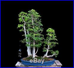BONSAI TREE HACKBERRY GROVE in OLD CLAY POT