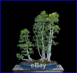 BONSAI TREE HACKBERRY GROVE in OLD CLAY POT