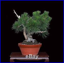Bonsai Tree Harry Hirao Mikawa Japanese Black Pine