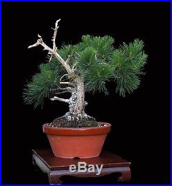 Bonsai Tree Harry Hirao Mikawa Japanese Black Pine