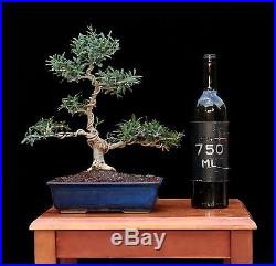 BONSAI TREE INDOOR OR OUTDOOR INFORMAL UPRIGHT OLIVE & JAPANESE CLAY POT