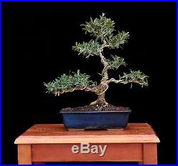 BONSAI TREE INDOOR OR OUTDOOR INFORMAL UPRIGHT OLIVE & JAPANESE CLAY POT