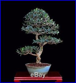 BONSAI TREE INDOOR OR OUTDOOR INFORMAL UPRIGHT OLIVE in GLAZED BLUE POT