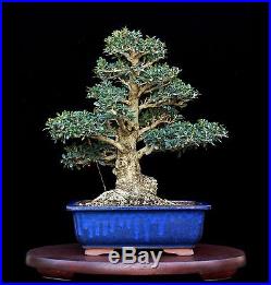 BONSAI TREE INDOOR OR OUTDOOR INFORMAL UPRIGHT OLIVE with 3.5 TRUNK