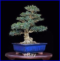 BONSAI TREE INDOOR OR OUTDOOR INFORMAL UPRIGHT OLIVE with 3.5 TRUNK