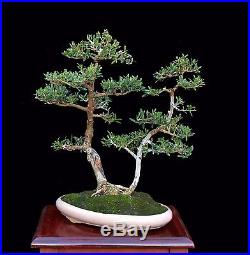 BONSAI TREE INDOOR OR OUTDOOR TWINTRUNK OLIVE in OLD CLAY POT