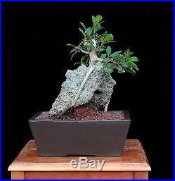 Bonsai Tree Indoor/outdoor Root Over Rock Ficus