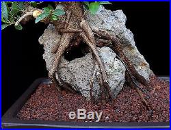 Bonsai Tree Indoor/outdoor Root Over Rock Ficus