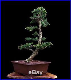BONSAI TREE JAPANESE CRYPTOMERIA in DEEP TOKONAME PRODUCTION POT