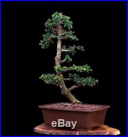 BONSAI TREE JAPANESE CRYPTOMERIA in DEEP TOKONAME PRODUCTION POT