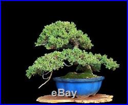 BONSAI TREE JAPANESE JUNIPER with MOSS in CLAY POT
