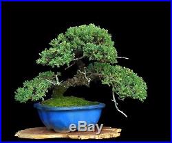 BONSAI TREE JAPANESE JUNIPER with MOSS in CLAY POT