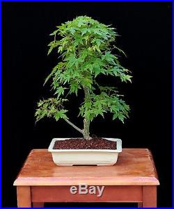 BONSAI TREE JAPANESE RED MAPLE in JAPANESE CLAY POT