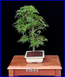 BONSAI TREE JAPANESE RED MAPLE in JAPANESE CLAY POT