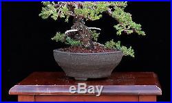 BONSAI TREE JAPANESE SEMI CASCADE JUNIPER in FINE Clay pot