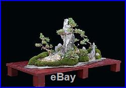 BONSAI TREE JUNIPER SAIKEI on STONE SLAB (SLATE) and STAND