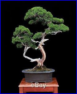 BONSAI TREE KISHU SHIMPAKU JUNIPER TWIN TRUNK & JAPANESE POT