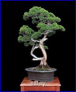 BONSAI TREE KISHU SHIMPAKU JUNIPER TWIN TRUNK & JAPANESE POT