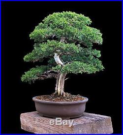 BONSAI TREE KISHU SHIMPAKU JUNIPER in JAPANESE Clay Pot