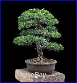 BONSAI TREE KISHU SHIMPAKU JUNIPER in JAPANESE Clay Pot
