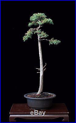 Bonsai Tree Literati (bunjin) Style Foemina Juniper