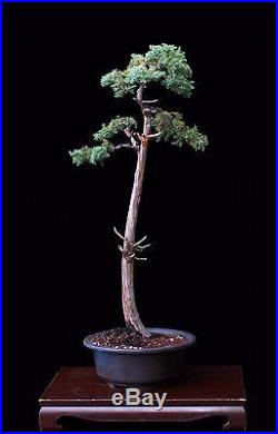 Bonsai Tree Literati (bunjin) Style Foemina Juniper