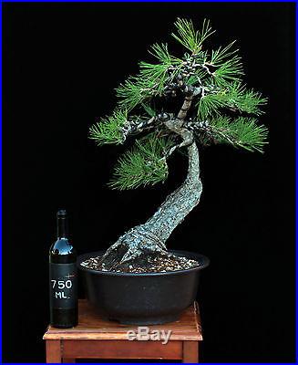 BONSAI TREE LITERATI (BUNJIN) STYLE JAPANESE BLACK PINE with 3 Trunk